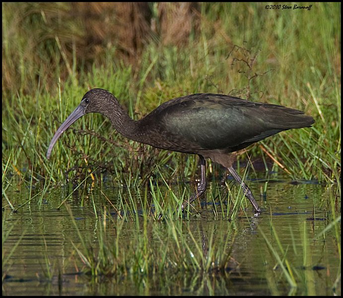 _0SB6978 glossy ibis.jpg